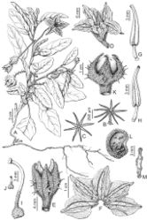 Figure 9. Solanum homalospermum Chiarini A Whole plant B Stellate trichome from adaxial leaf surface, seen from the side C Stellate trichome from adaxial leaf surface, seen from above, D. Long-styled flower E Calyx F Spread corolla G Dorsal view of stamen H Ventral view of stamen I Gynoecium of long-styled flower J Gynoecium of short-styled flower, K. Fruit L Seed M Transverse section of seed. Drawn by Laura Ribulgo. All from Chiarini et al. 505 (CORD). Reproduced with permission from Flora Argentina (Chiarini 2013[4]).