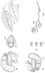 Figure 1. Aristolochia sinoburmanica Y.H.Tan & B.Yang, sp. nov. A Habitat B Flowering branch C Flower (front view) D Anthers and gynostemium E Opened flower (showing the inside structure) F Opened flower (showing the inside structure). Illustration by Zhengmeng Yang.