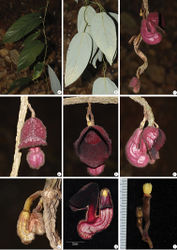 Figure 2. Aristolochia sinoburmanica Y.H.Tan & B.Yang, sp. nov. A young branch and adaxial leaf B young branch and abaxial leaf C cymes on old woody stems D front view of preanthesis flower E front view of open flower F lateral view of open flower G lateral view of young flower H longitudinal section of flower I gynostemium, ovary and pedicel. (Photographed by Y. H. Tan, H. B. Ding & B. Yang).