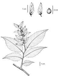 Figure 2. Carpinus tibetana Z. Qiang Lu & J. Quan Liu was drawn from Z.Q. Lu 2016QTP001 (LZU).