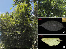 Figure 3. Carpinus tibetana Z. Qiang Lu & J. Quan Liu. A The whole plant B Branches with infructescences, the small white arrows pointing to the infructescences C Leaf D Bract and fruit.