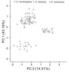 Figure 4. Morphological clustering based on Principal Component Analyses separated three different groups responding to the respective species.