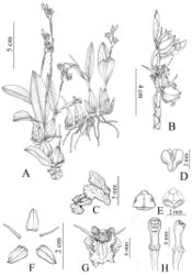 Figure 1. Coelogyne victoria-reginae. A Plant B Inflorescence C Lateral view of labellum D Pollinarium E Abaxial and adaxial anther cap F Sepals and petals G Front view of flower H Front and lateral view of column. All from the type collection (Qiang Liu, M17-18) and drawn by Lan Yan.