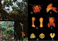 Figure 2. Coelogyne victoria-reginae. A Habitat B Plant C Inflorescence D Flower E Lateral view of labellum F Front view of labellum G Front and lateral view of column H Abaxial and adaxial anther cap. I. Pollinarium (Photographed by Q. Liu)