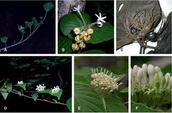 Figure 2. Exallosperma and Helictosperma. A–C Exallosperma longiflora: A flowering branch B inflorescence C infructescence from herbarium specimen Gautier et al. 4257 D Helictosperma poissoniana, flowering branch E, F Helictosperma malacophylla: E inflorescence F detail of inflorescence. Photographs: P. De Block (A, D), S. Dessein (E, F), L. Nusbaumer (B, C, ©: Conservatoire et Jardin botaniques de la Ville de Genève).