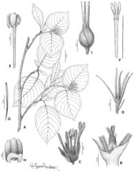 Figure 4. Exallosperma longiflora. A habit B stipules C inflorescence D bracteole, ovary and calyx E corolla and stigma F longitudinally opened flower, showing the position of stamens and style G stigma H placenta and ovules, abaxial view I fruit (with bracteole). A–G Capuron 24425-SF H De Block et al. 1132 I Capuron 24663-SF.