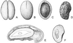 Figure 5. Exallosperma longiflora: pyrene and seed. A fruit with exocarp and mesocarp removed, showing two pyrenes B abaxial view of pyrene, showing apical preformed germination slit C adaxial view of pyrene, showing apical preformed germination slit and open centre D lateral view of seed, showing irregular ridges on the seed surface E cross-section through pyrene and seed, showing the adaxial opening of the pyrene, the entire endosperm and the irregular ridges formed by strongly elongated exotesta cells F longitudinal section of seed, showing the embryo position. A–F Capuron 24663-SF.