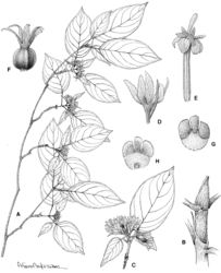 Figure 7. Helictosperma poissoniana. A flowering branch B dimorphic stipules of vegetative and reproductive nodes C short-shoot bearing young infructescence D bracteole, ovary and calyx E corolla, style, stigma and anthers F fruit G placenta and ovules, abaxial view H placenta and ovules, adaxial view. A, C De Block & Rakotonasolo 797 B De Block 910 D, E Jongkind et al. 3415 F Randriamiera 8795-RN G, H Jongkind et al. 3258.