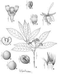 Figure 10. Pseudocoptosperma menabense. A fruiting branch B stipule C triad of flowers (corollas removed) D bracteole, ovary and calyx E corolla, style, stigma and anthers F placenta and ovules, abaxial view G fruit H pyrene I seed J longitudinal section through seed. A, B Groeninckx et al. 108 C–F Martin 8252-SF G–J Rabarivola 19861-SF.