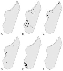 Figure 14. Distribution maps. A Exallosperma longiflora B Helictosperma malacophylla C H. poissoniana D Pseudocoptosperma menabense E Tulearia splendida F T. capsaintemariensis.