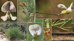 Figure 1. Psoralea forbesiae C.H.Stirt., A.Bello & Muasya: A front view of flower B Fruiting calyces C Side view of flower D Habit E Back of standard F Stipule G Fruiting calyx H Leaf I Stem. Photographs by Charles Stirton and Abubakar Bello. Voucher Stirton & Muasya 13279 (BOL).