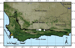 Figure 2. The geographical distribution of Psoralea forbesiae (white circles).