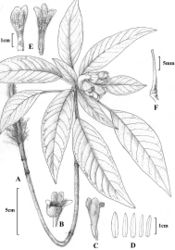 Figure 1. Hemiboea suiyangensis. A Plant B, C Flower outside view D Calyx segments E Flower inside view F Pistil.