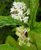 Phytolacca americana 1 (G. Nitter).jpg