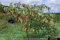 Phytolacca americana IPM5387036.jpg