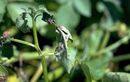 Phytophthora infestans on potato 2.jpg