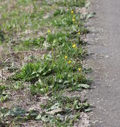 Niedrige Pflanzen am Weg, mehrmals gemäht. Das Gras ist im Sommer vertrocknet. (Bild: W. Wohlers)