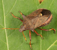 Picromerus bidens BugGuide568062.jpg