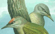 Kopf des Grauspechts Picus canus – Bildtafel von Johann Friedrich Naumann 1901