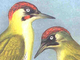 Kopf des Grünspechts Picus viridis – Bildtafel von Johann Friedrich Naumann 1901