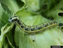 Pieris brassicae IPM5444918.jpg