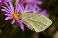 Pieris sp 3.jpg