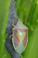 Piezodorus.lituratus.autumn.jpg