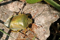 Piezodorus.lituratus.spring.jpg