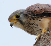 PikiWiki Israel 36114 Looking suspicious.jpg
