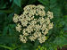 Pimpinella major 002.JPG