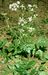 Pimpinella major 2-129-25-13-4.jpg