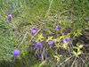 Pinguicula leptoceras Habitat (A.Fleischmann).JPG