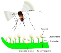 Schematische Darstellung eines Pinguicula-Blattes mit Drüsen und Beutetier