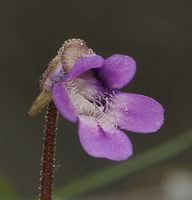 Blüte von Pinguicula vulgaris