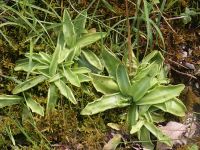 Rosetten von Pinguicula vulgaris