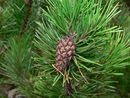 Pinus contorta 28289.JPG