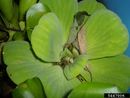 Pistia stratiotes IPM5447006.jpg