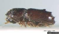 Pityogenes chalcographus IPM2103084.jpg