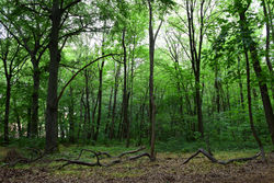 Plänterwald im Frühling – Sarah 3124, CC-BY-SA 4.0