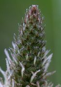 Die weißen Narben wachsen zuerst aus den noch geschlossenen Knospen. (Bild: W. Wohlers, JKI)