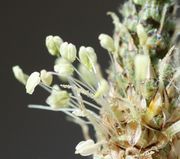 Die Blüte selbst ist unscheinbar. Hier sind die vier häutigen, spitz zulaufenden Kronblättern ausgebreitet zu sehen. (Bild: W. Wohlers, JKI)