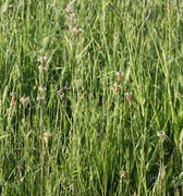 Steht das Gras dicht, dann sieht man die schmalen Blätter gar nicht, nur die Ähren des Spitz-Wegerichs. (Bild: W. Wohlers, JKI)