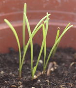 Die schmalen Keimblätter wachsen bis sie fast 4 cm messen. (Bild: W. Wohlers, JKI)