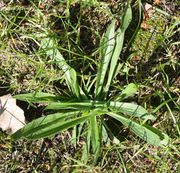 Im lückenhaften, eventuell schattigen Rasen bildet der Spitzwegerich eine flachliegende Rosette aus. (Bild: W. Wohlers, JKI)