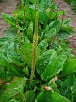 Plantago major 002.JPG