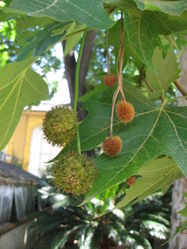Ahornblättrige Platane: Frucht – Liné1, CC BY-SA 3.0