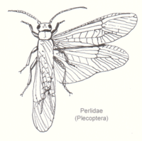 Steinfliege (Plecoptera, UF Perlidae)