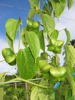 alt=Description de l'image Plukenetia volubilis fruits.JPG.