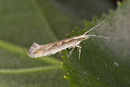 Plutella.xylostella.7383.jpg