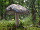 Pluteus atromarginatus. Foto: © Georg Müller